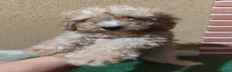 Caniche Toy perros en venta: Caniche toy 🧡 listo para entregar - Anuncio 12