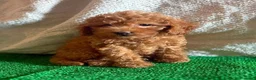Caniche Toy perros en venta: Cachorros caniche toy  - Anuncio 7