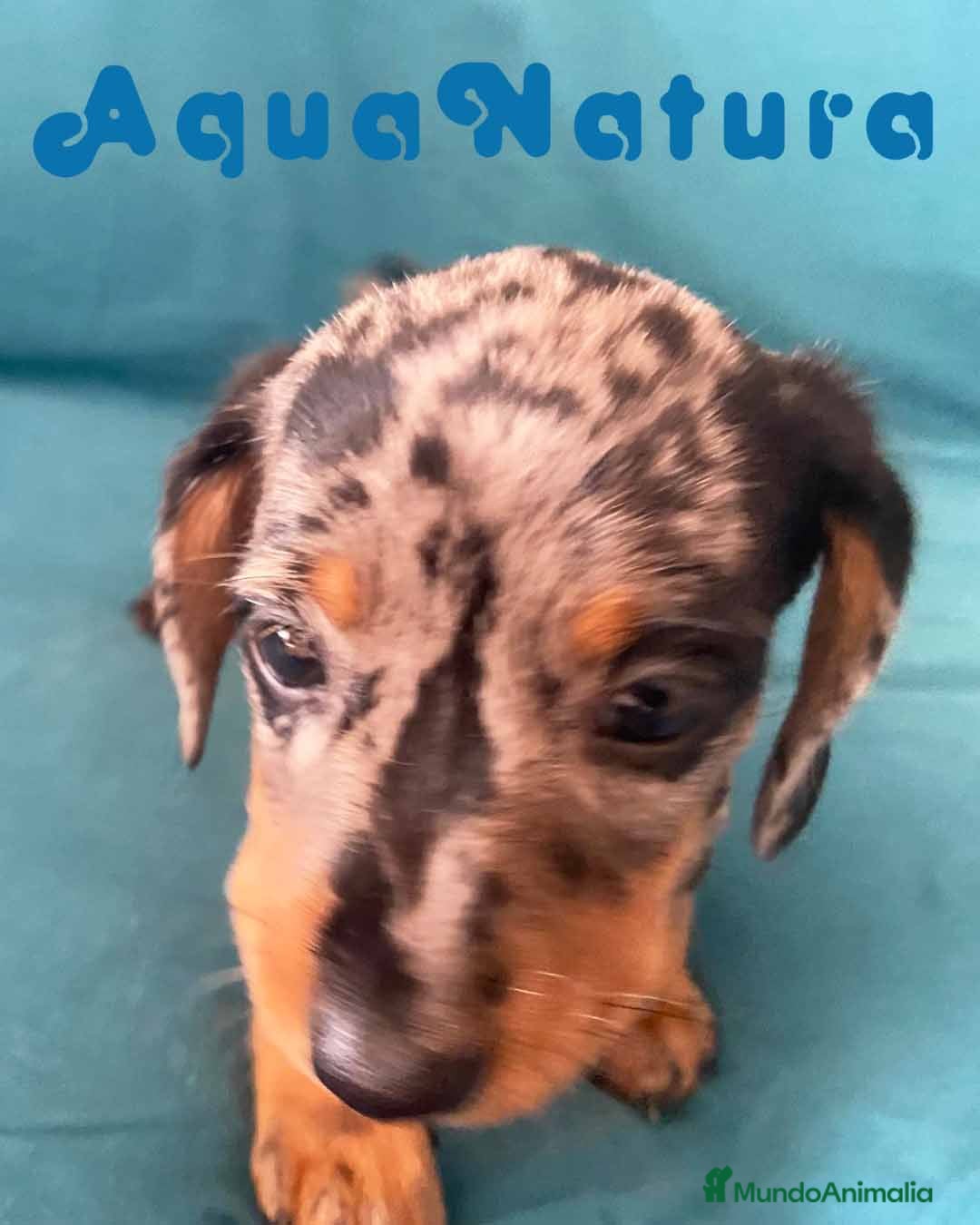 Teckel perros Teckel Hembra de Tita Junior 5841  - AQUANATURA en Barcelona - Anuncio 2