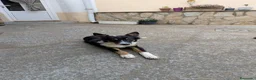 Raza Mixta perros en adopcion: Cesión de cruce de Border Collie - Anuncio 6