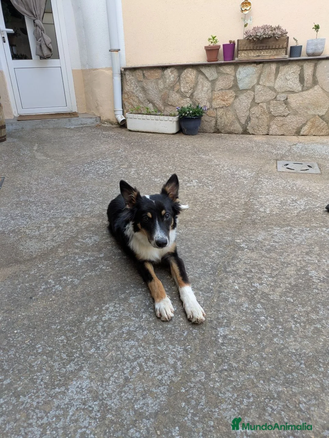 Raza Mixta perros en adopcion: Cesión de cruce de Border Collie - Anuncio 6