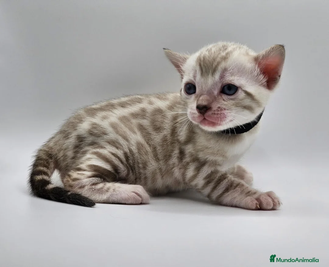 Bengalí gatos en venta: BENGALÍ LINK en Madrid - Anuncio 7