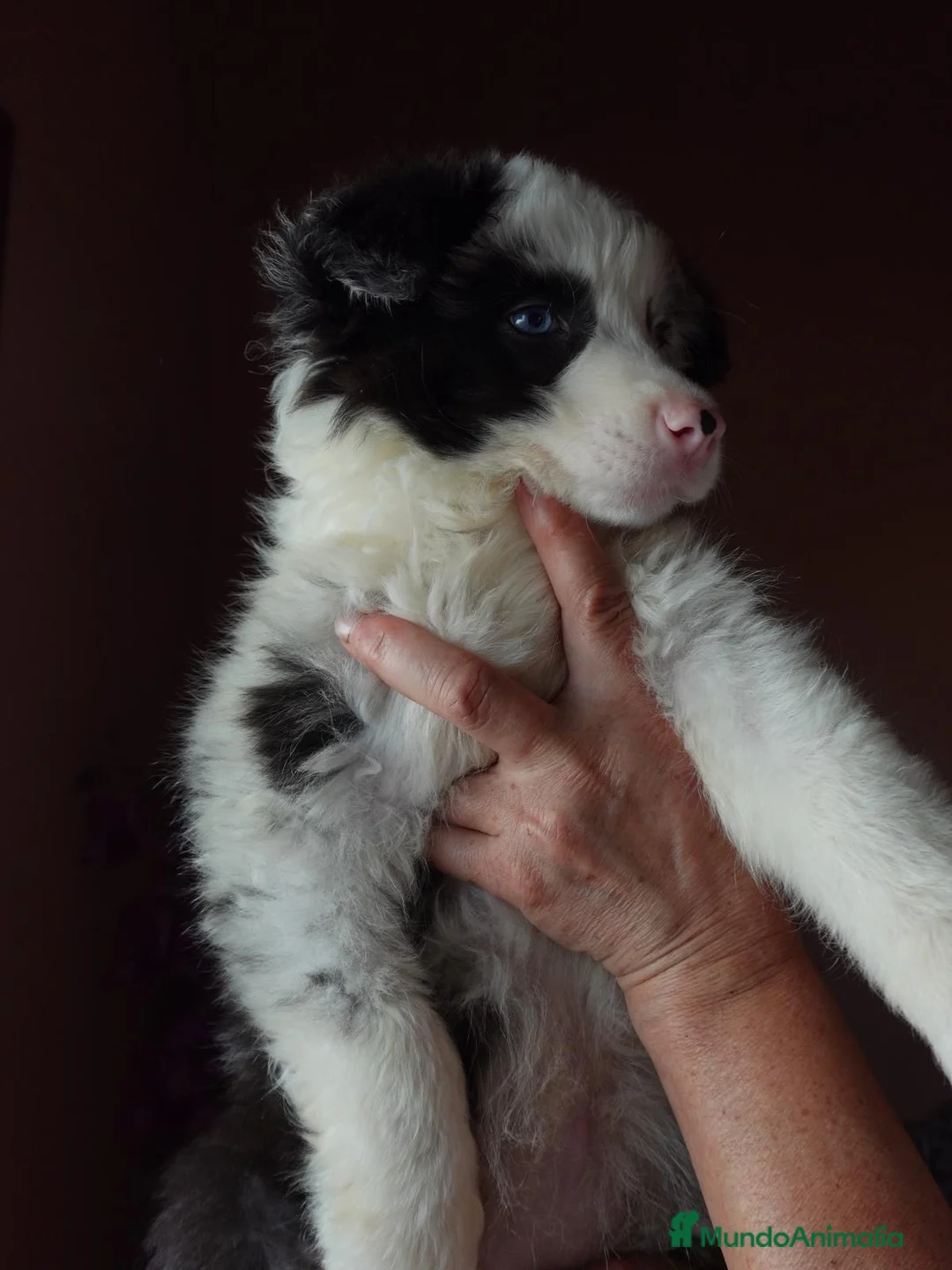 Border Collie perros en venta: BORDER COLLIE MERLE  - Anuncio 2