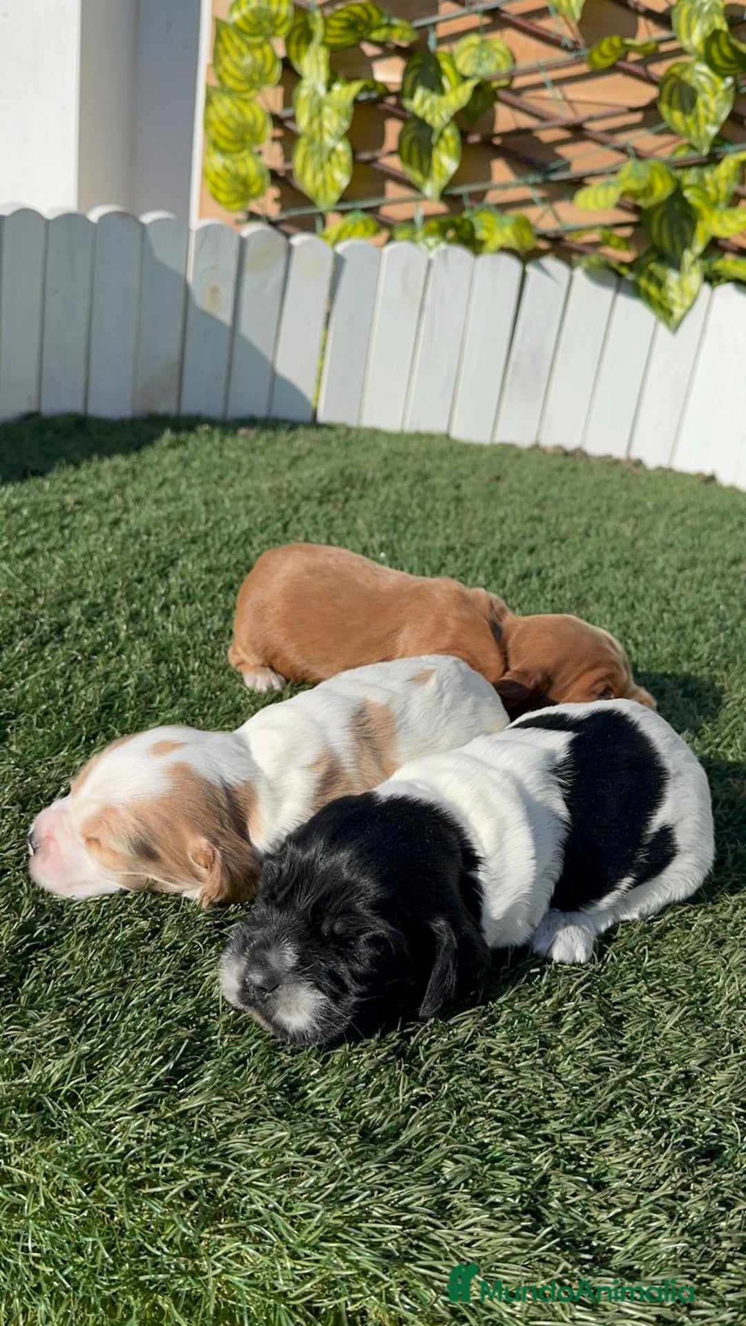 Cocker Spaniel Inglés perros en venta: COCKER SPANIEL INGLES - Anuncio 9