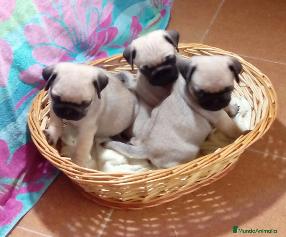 Carlino - Pug perros en venta: Carlino - Anuncio 2