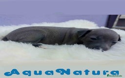 Pequeño Lebrel Italiano perros en venta: Lebrel Italiano Hembra 2 de BN y Omega AQUANATURA - Imagen 2