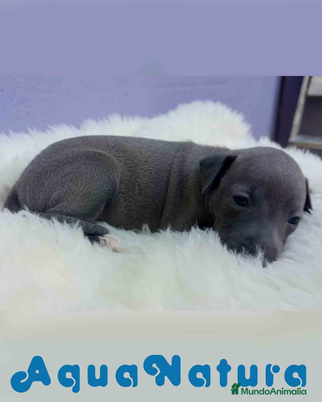 Pequeño Lebrel Italiano perros en venta: Lebrel Italiano Hembra 2 de BN y Omega AQUANATURA - Imagen 2
