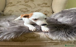 Jack Russell Terrier perros en venta: Cachorros de Jack Russell  - Imagen 23