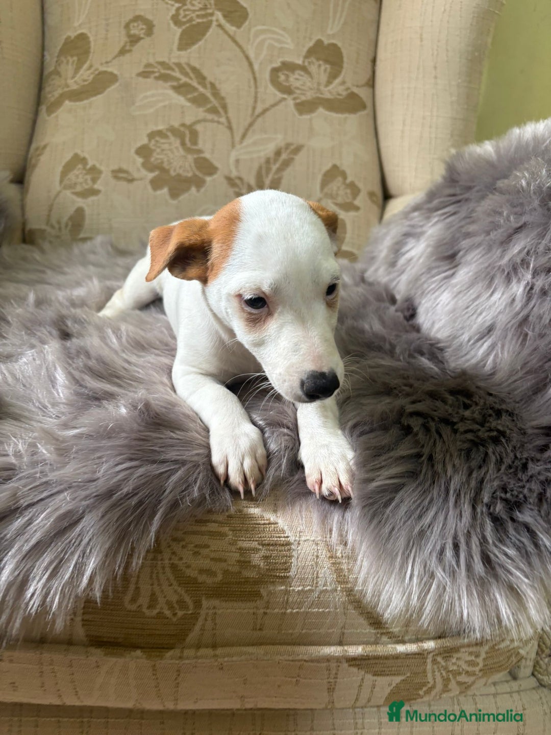 Jack Russell Terrier perros en venta: Cachorros de Jack Russell  - Imagen 23