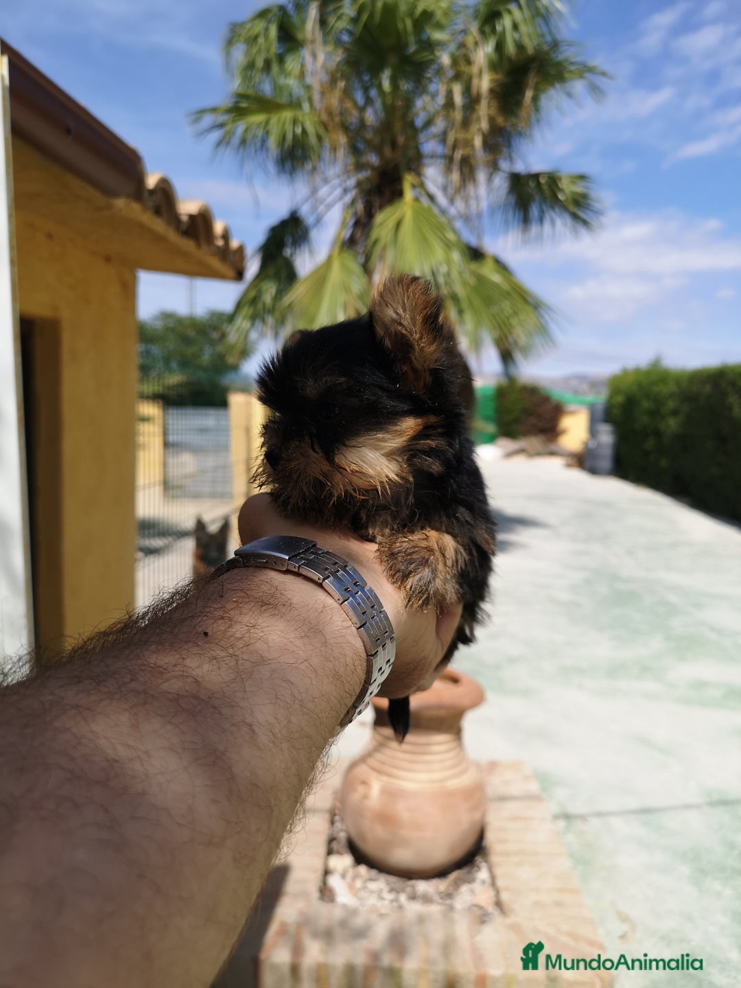 Yorkshire Terrier perros en venta: Espectaculares cachorritos yorkshire  - Anuncio 3