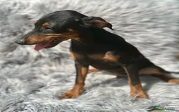 Pinscher Alemán perros en venta: PINSCHER ALEMÁN TAMAÑO PEQUEÑO - Imagen 3