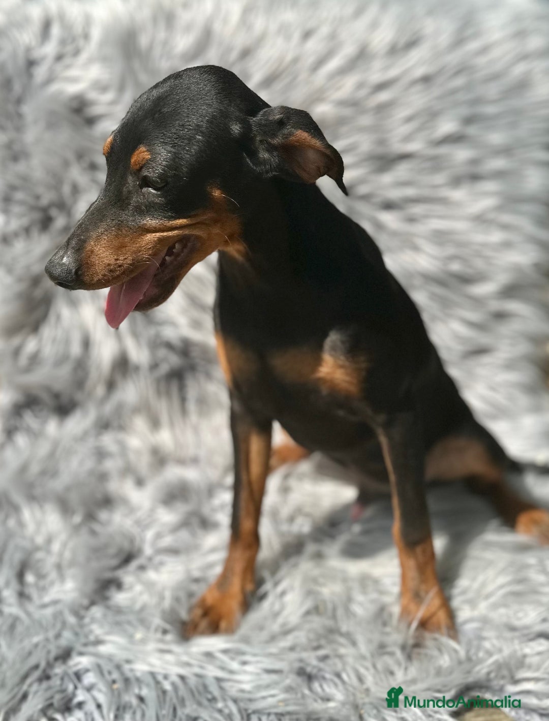 Pinscher Alemán perros en venta: PINSCHER ALEMÁN TAMAÑO PEQUEÑO - Imagen 3