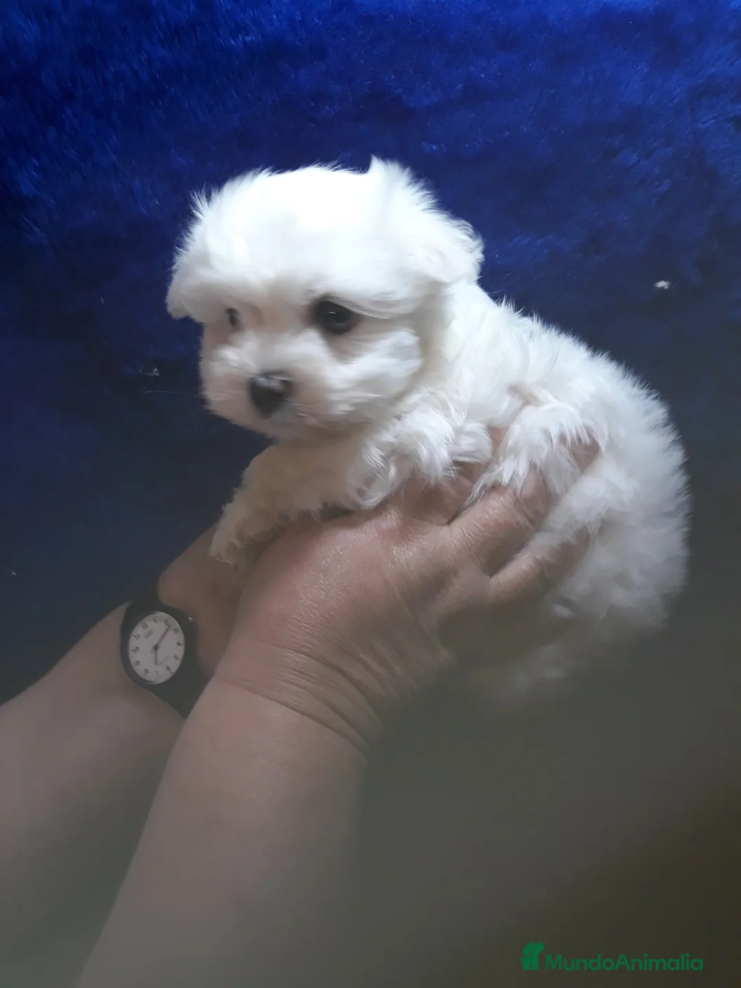 Bichón Maltés perros en venta: PRECIOSOS BICHON MALTES  LINEA TOY - Anuncio 2