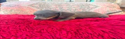 Teckel Miniatura perros en venta: Teckel kaninchen  - Anuncio 4