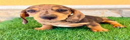 Teckel Miniatura perros en venta: Teckel miniatura merle choco - Anuncio 11