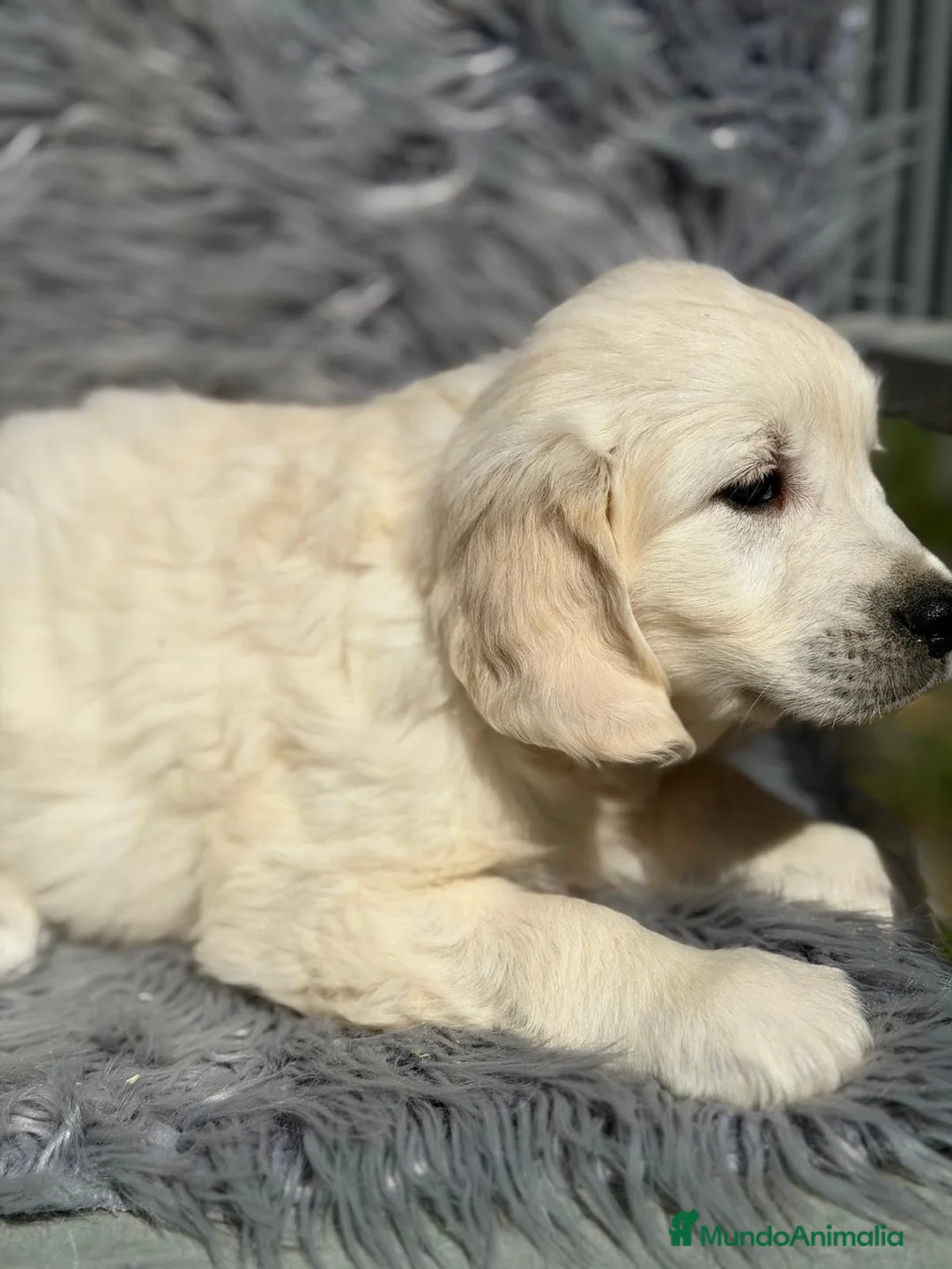 Golden Retriever perros en venta: GOLDEN RETRIEVER MACHO - Anuncio 4