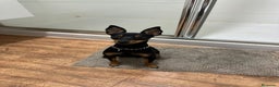 Pinscher Miniatura perros en venta: minipincher  - Anuncio 1