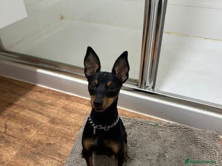 Pinscher Miniatura perros minipincher - Anuncio 1