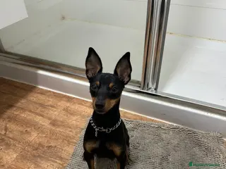 Pinscher Miniatura perros minipincher - Anuncio 1