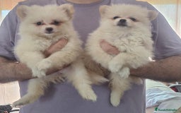 Pomerania perros en venta: Pomerania  - Imagen 2