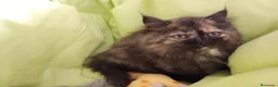 Himalayo gatos en venta: Malayo disponible - Anuncio 5