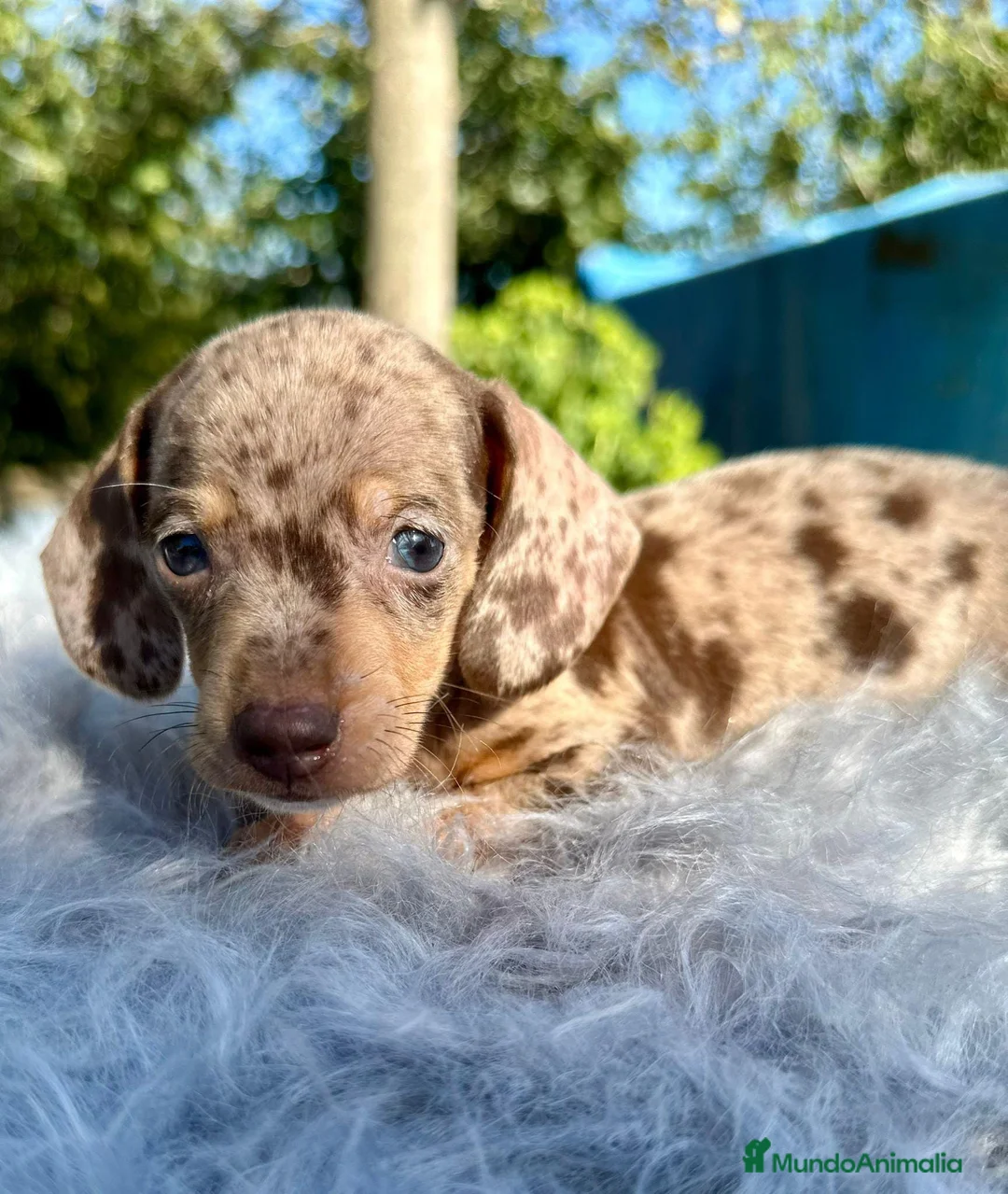 Teckel Miniatura perros en venta: TECKEL TOY LOS MAS PEQUEÑOS - Anuncio 2