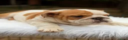 Bulldog Inglés perros en venta: Bulldog inglés de calidad  - Anuncio 7