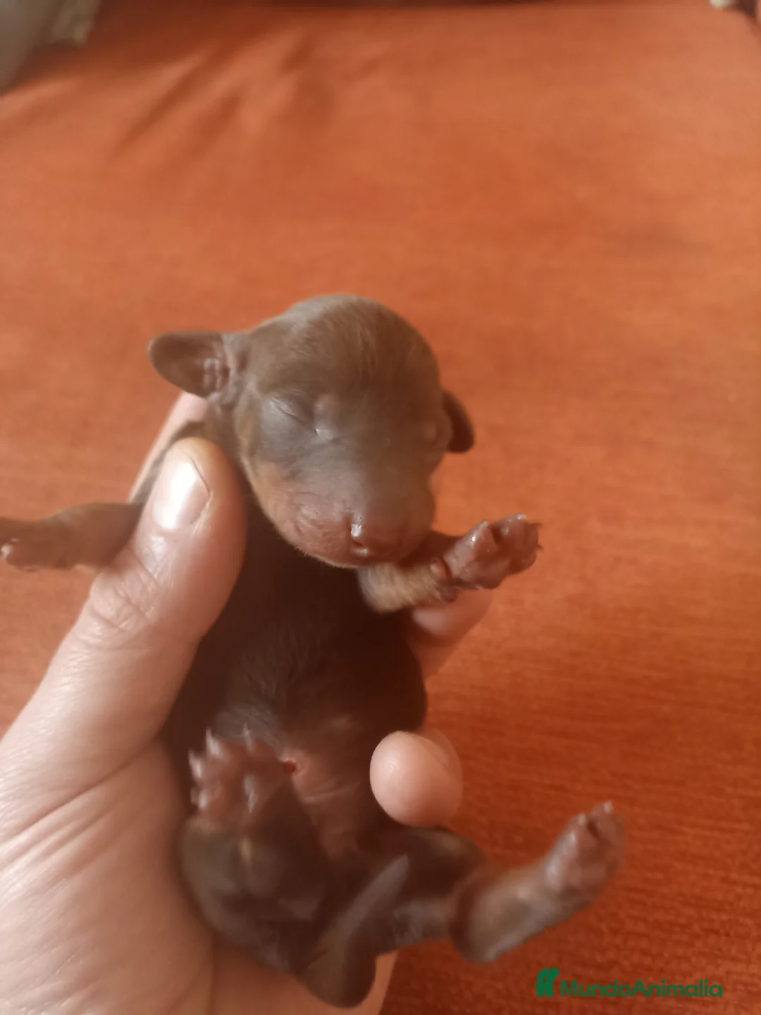 Teckel perros en venta: Teckel Kannitchen  - Anuncio 2