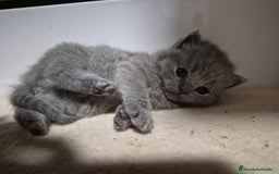 Británico de Pelo Corto gatos en venta: Brithis pelo corto Blue silver y de más  - Anuncio 3