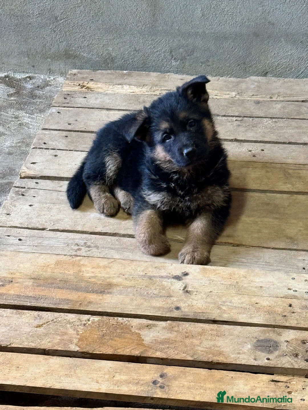 Pastor Alemán perros en venta: CACHORROS DE PASTOR ALEMAN - Anuncio 5
