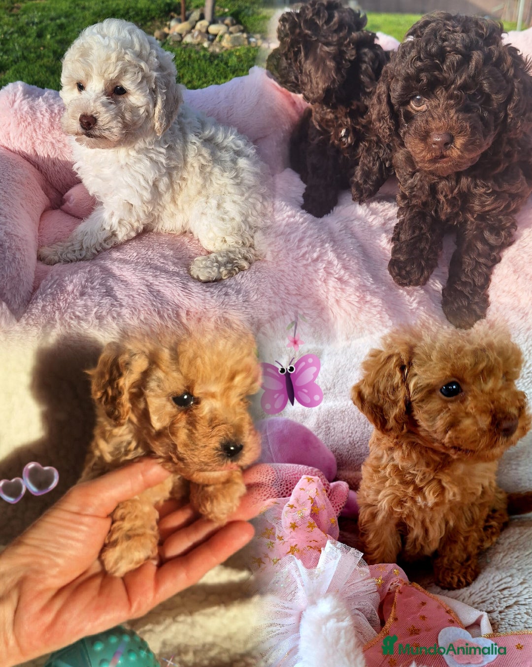 Caniche Enano perros en venta: Excelentes Cachorros de Caniche 🐩 - Imagen 2