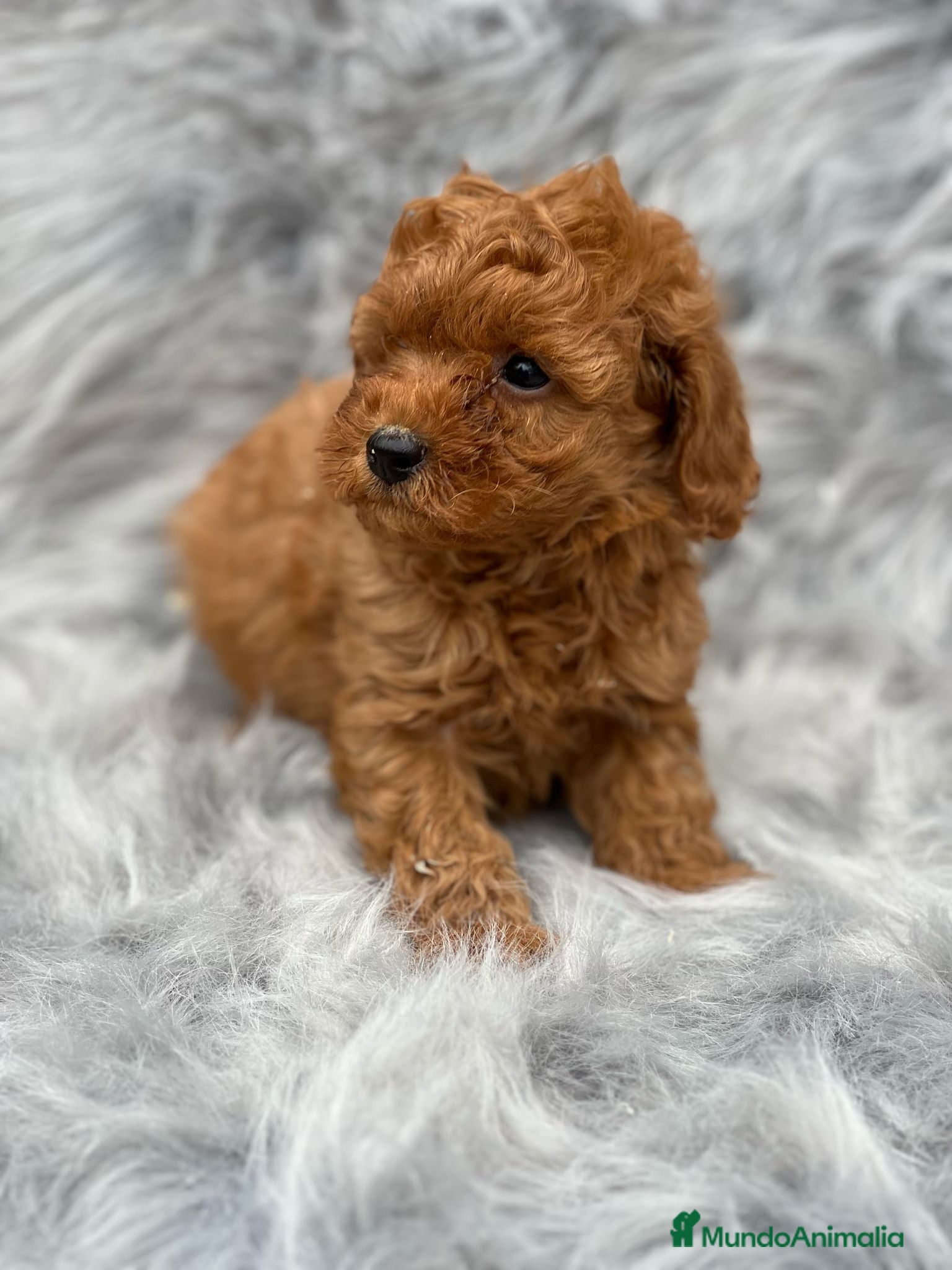 Caniche Toy perros CANICHE TOY MACHO ROJO DISPONIBLE en Barcelona - Anuncio 4