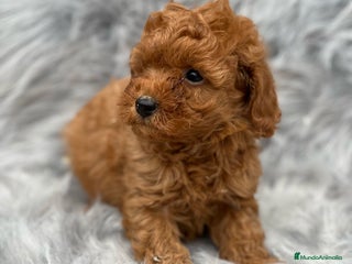 Caniche Toy perros en Barcelona - Anuncio 16