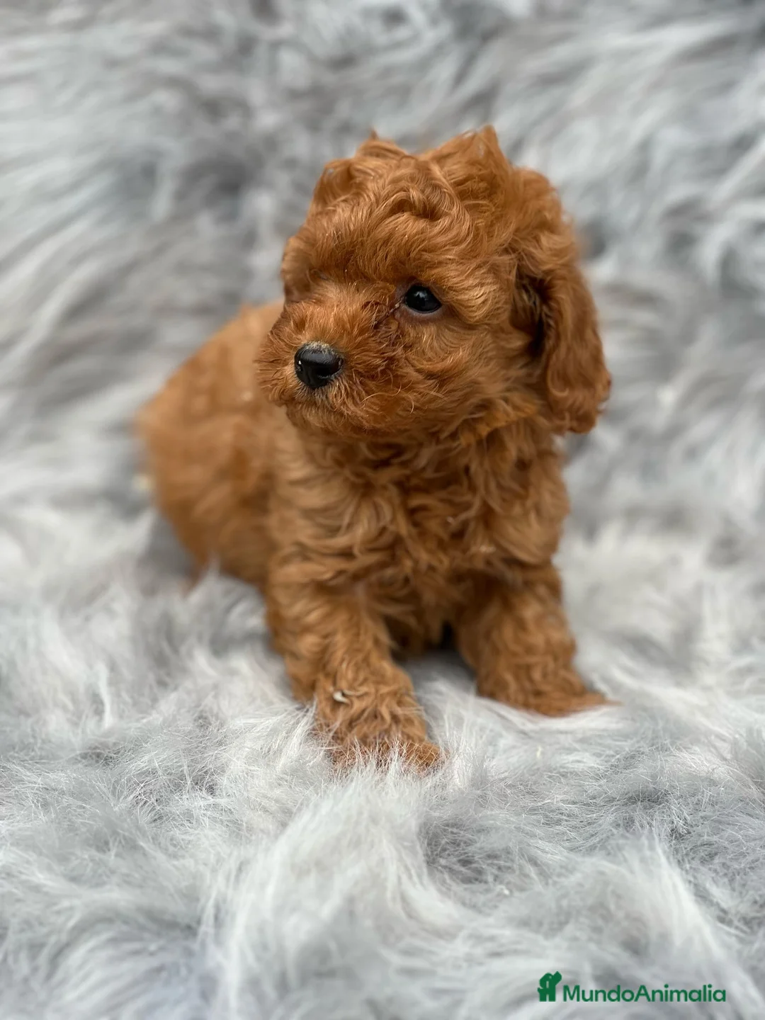 Caniche Toy perros en venta: CANICHE TOY MACHO ROJO DISPONIBLE en Barcelona - Anuncio 1