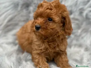 Caniche Toy perros CANICHE TOY MACHO ROJO DISPONIBLE en Barcelona - Anuncio 8