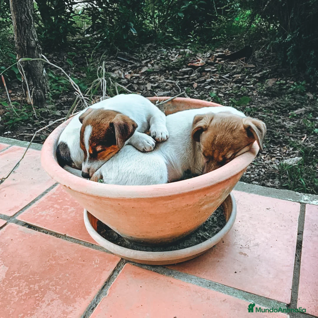 Imagen de galería {{count}}