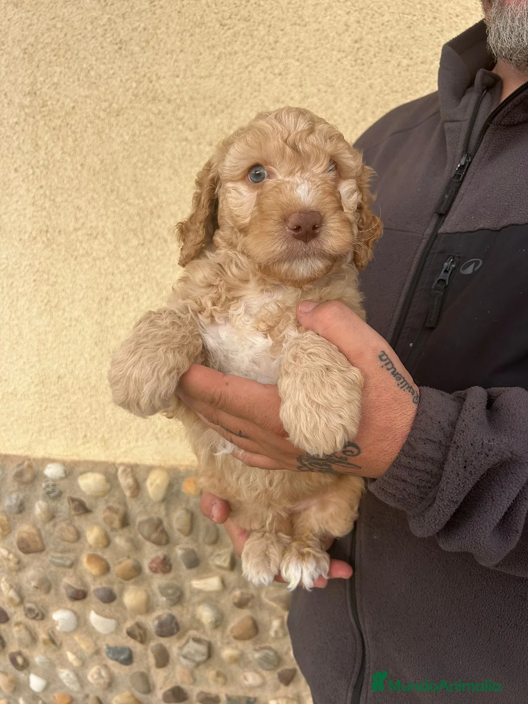 Perro de Agua Español perros en venta: Perro de agua  - Anuncio 2