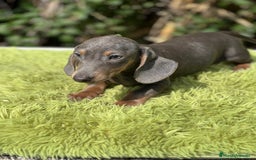 Teckel Miniatura perros en venta: Teckel mini Blue  - Imagen 2