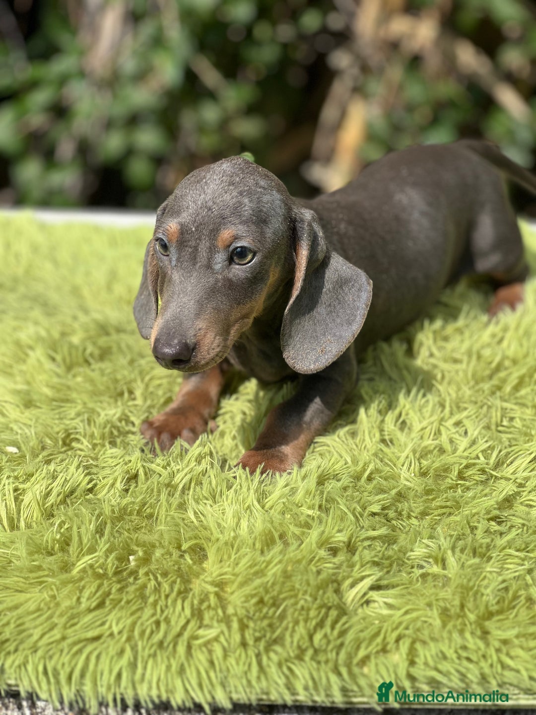 Teckel Miniatura perros en venta: Teckel mini Blue  - Imagen 2
