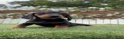 Teckel Miniatura perros en venta: TECKEL MINIATURA - NEGRO Y FUEGO - Anuncio 12