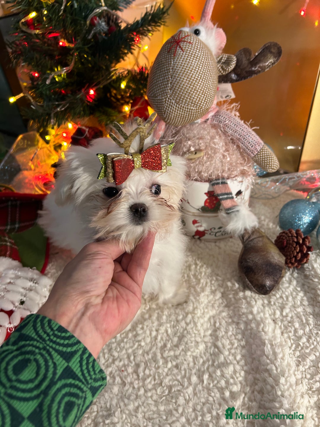 Bichón Maltés perros en venta: Bichón maltés línea coreana  - Anuncio 3