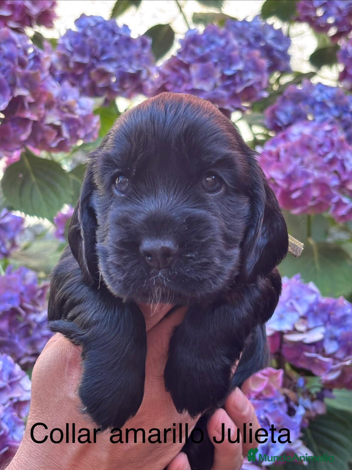 Cocker Spaniel Inglés perros Cocker Spaniel Inglés  - Anuncio 2