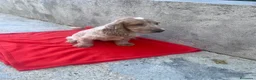 Cocker Spaniel Inglés perros en venta: OPORTUNIDAD. PRECIOSO COCKER  - Anuncio 3