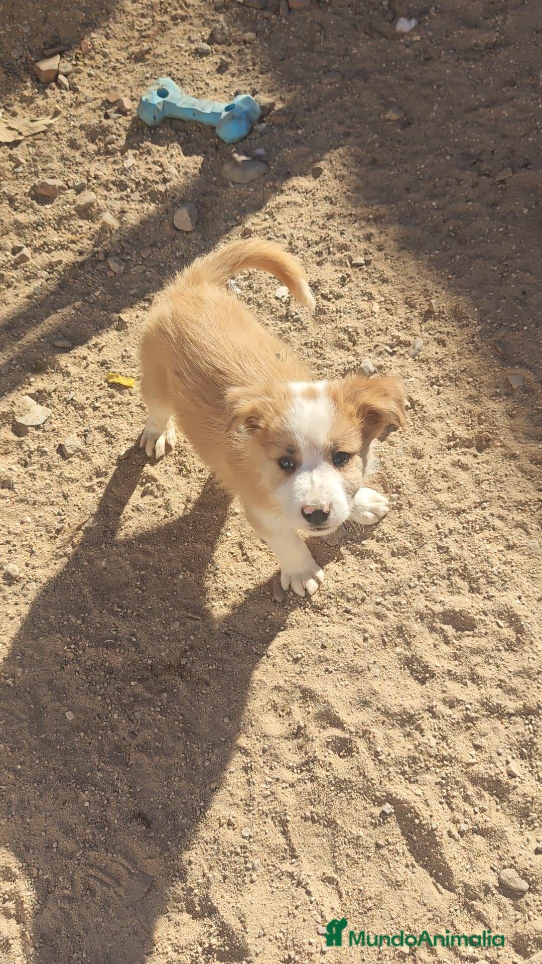 Border Collie perros en adopcion: Border collie precioso - Anuncio 1