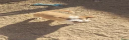 Border Collie perros en adopcion: Border collie precioso - Anuncio 1