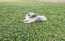 Pomerania perros en venta: POMERANIA HEMBRA BLUE MERLE - Imagen 1