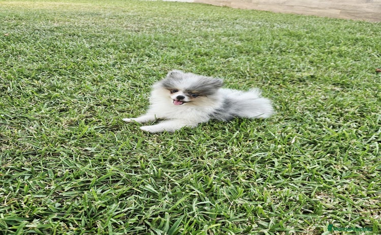 Pomerania perros - Propaganda 1