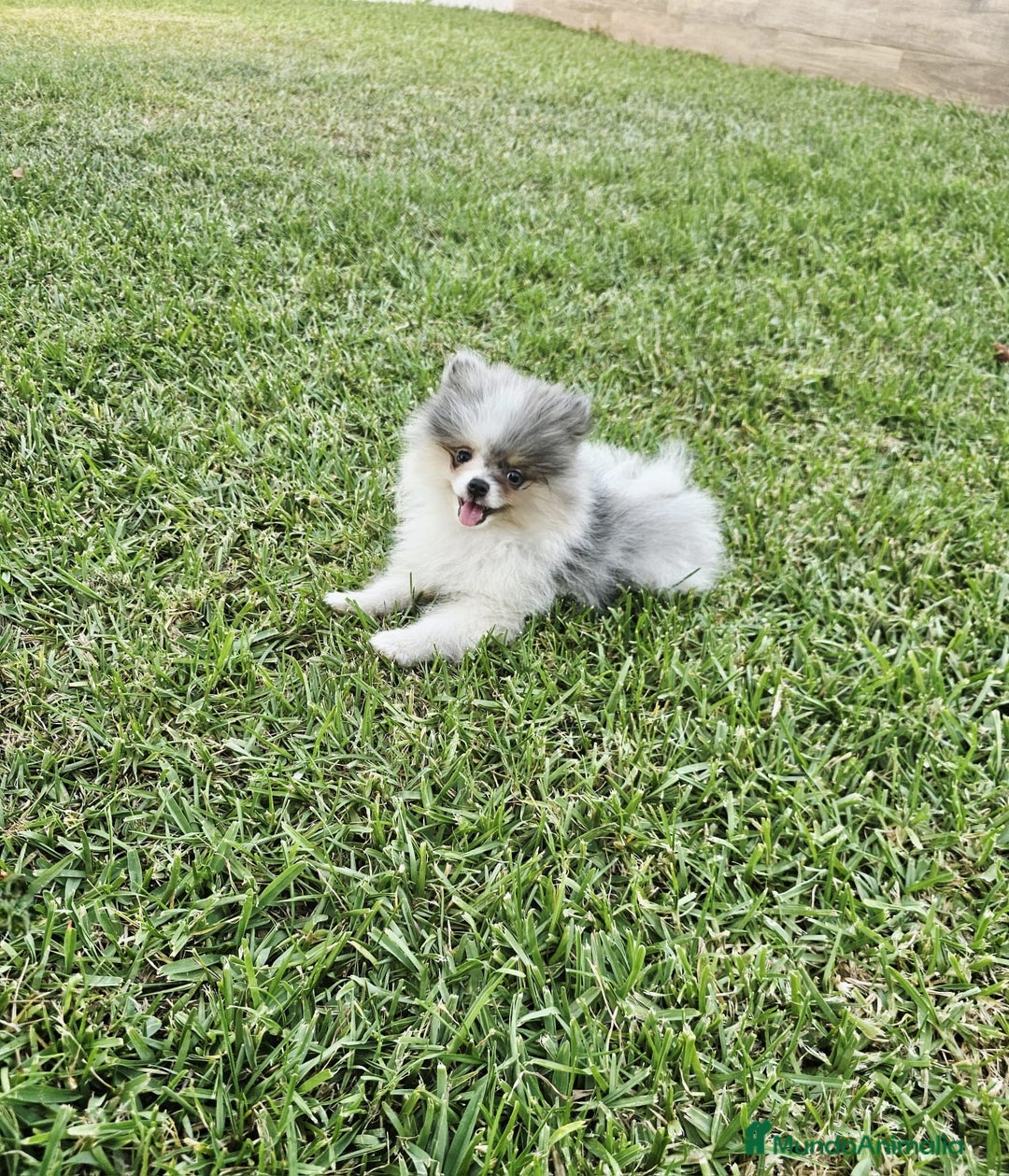 Pomerania perros en venta: POMERANIA HEMBRA BLUE MERLE - Imagen 1
