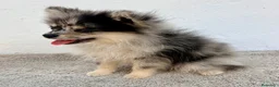 Pomerania perros en venta: Lulu Pomerania tri blue - Anuncio 5