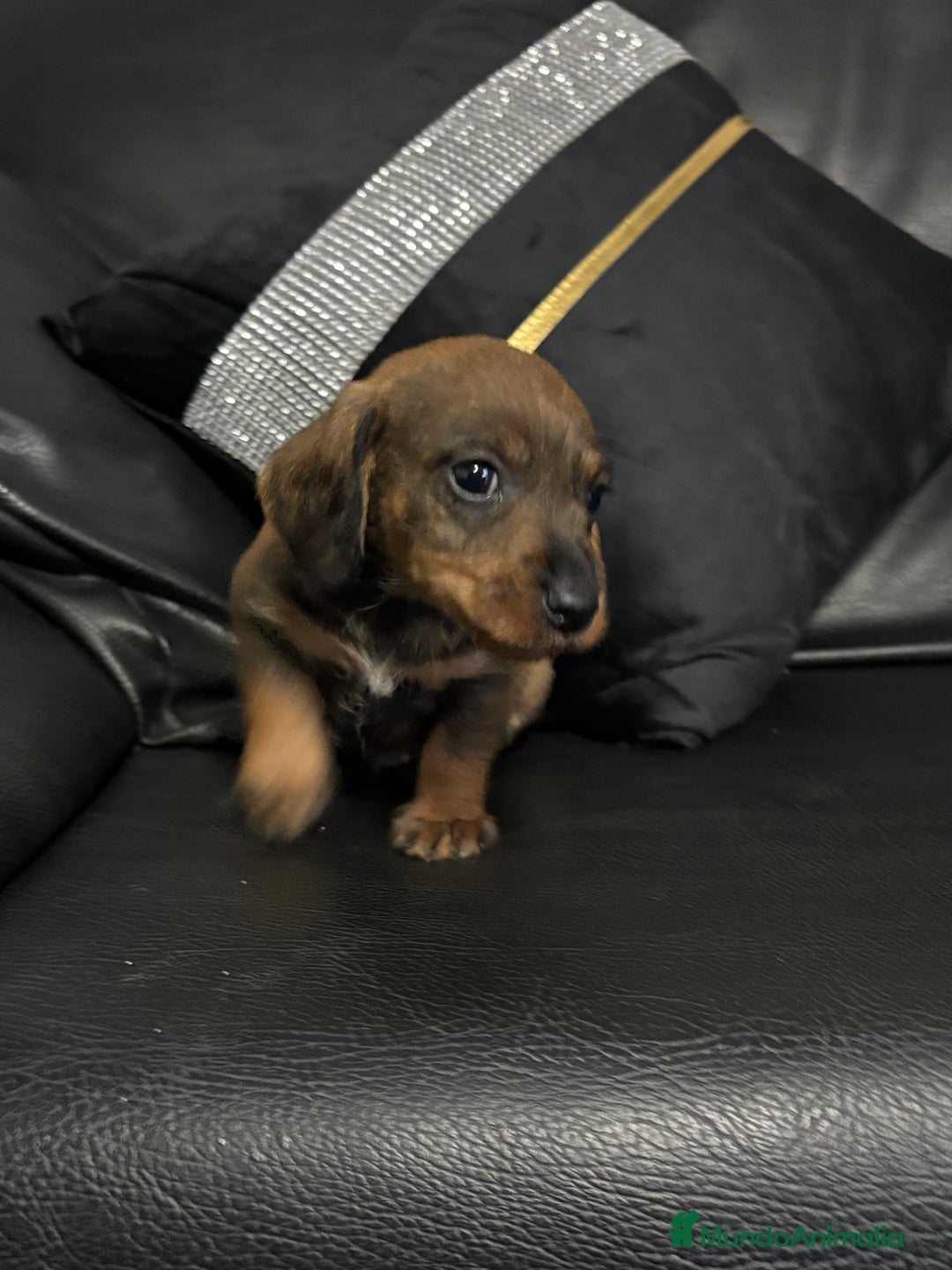 Teckel perros en venta: Disponible teckel color jabalí  - Anuncio 3